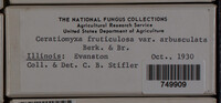 Ceratiomyxa fruticulosa var. fruticulosa image